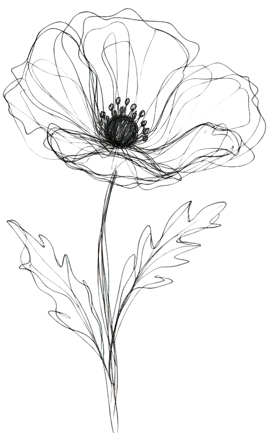 Mohnblume gezeichnet